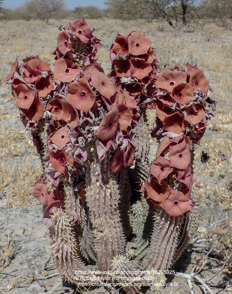 Hoodia currori ssp. lugardii - 2