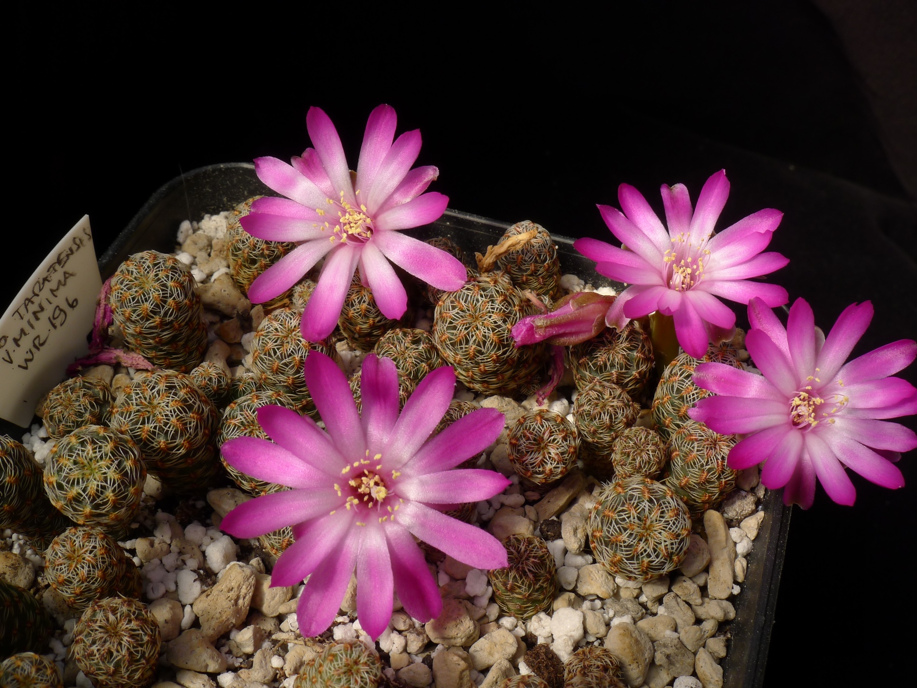 [PLANT/PFLANZE] Sulcorebutia taratensis v. minima WR 196