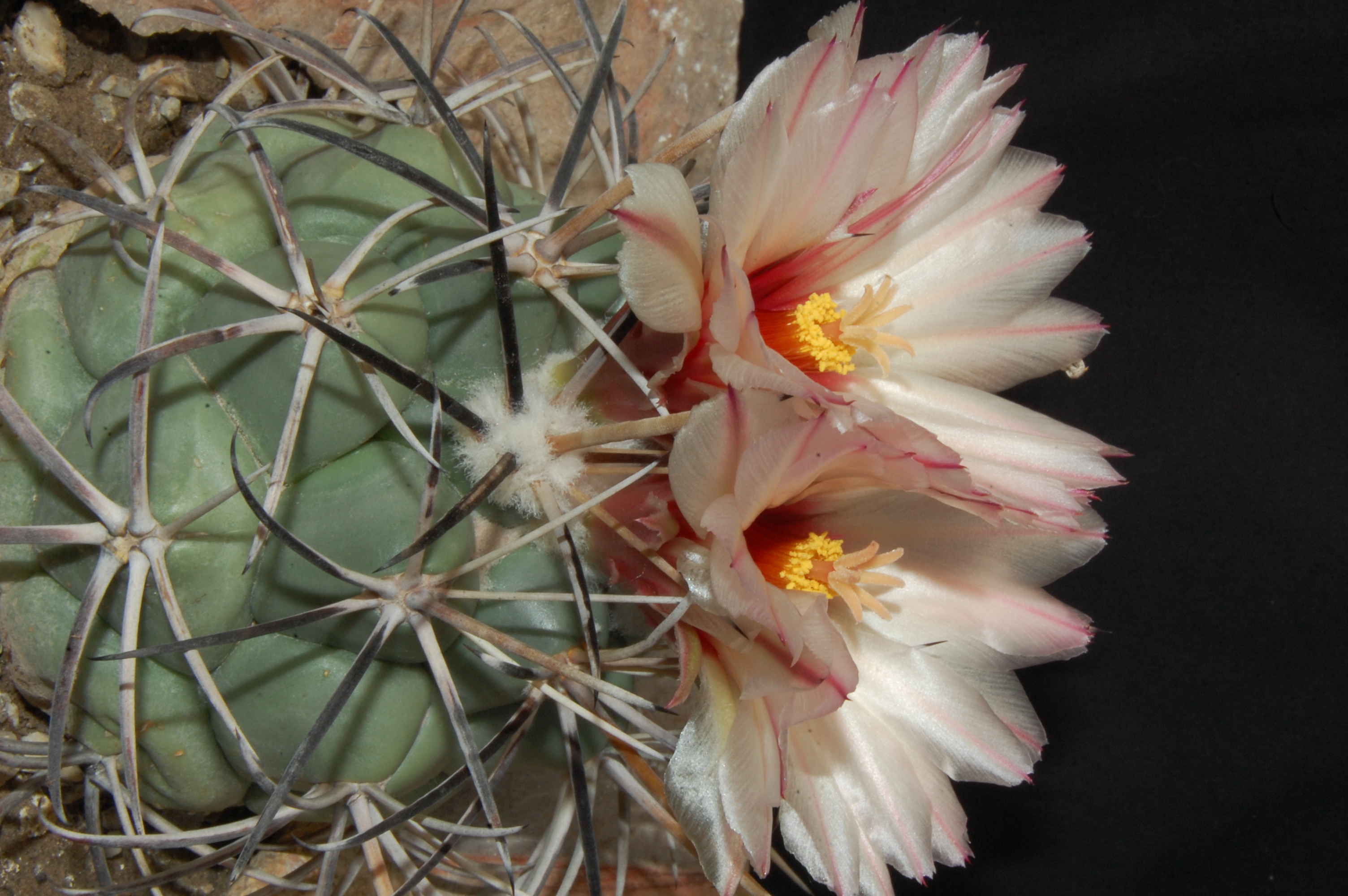 Coryphantha poselgeriana (Jimenez) - 2