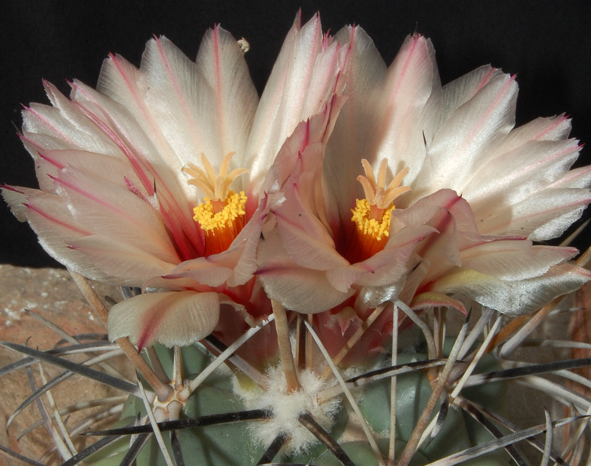 Coryphantha poselgeriana (Jimenez)