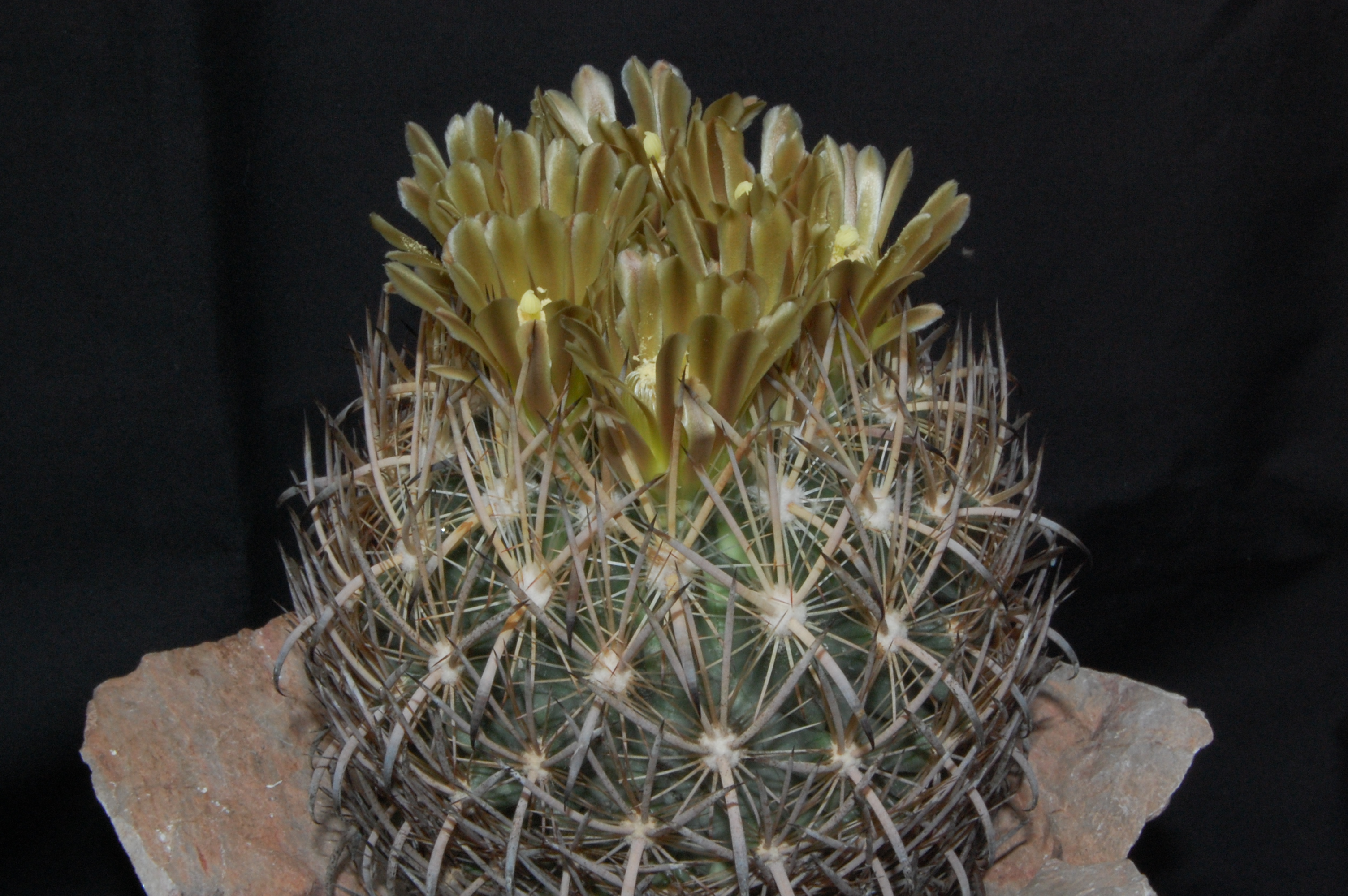 Echinomastus unguispinus  (Salinas de Hidalgo)