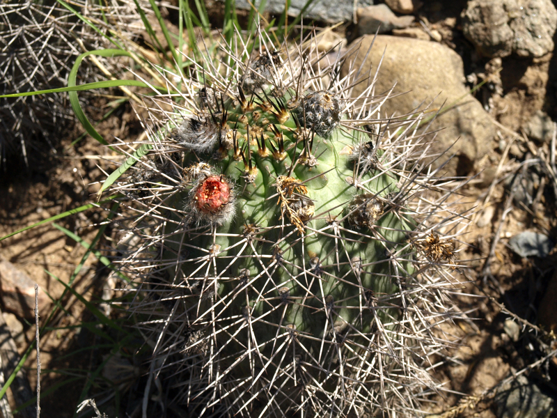 Acanthocalycium thionanthum v. TB 1099.1