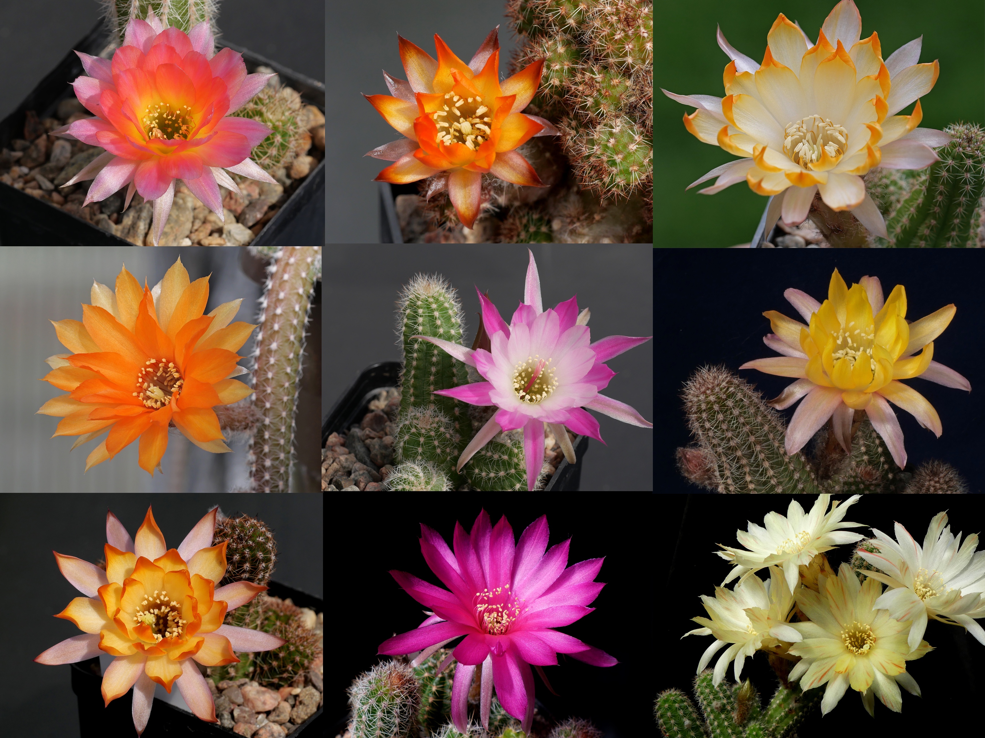 Chamaecereus hybrids (Winberg pollination)