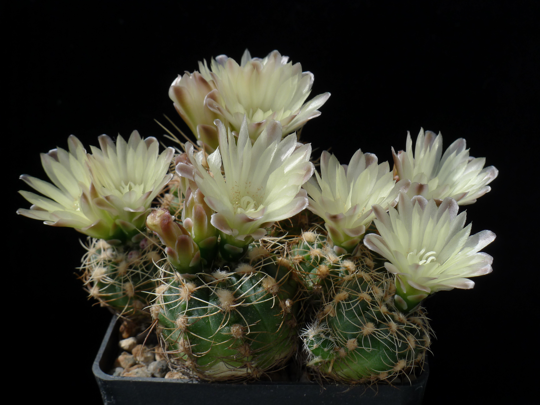 [PLANT/PFLANZE] Gymnocalycium bruchii ssp. deminii MN 80