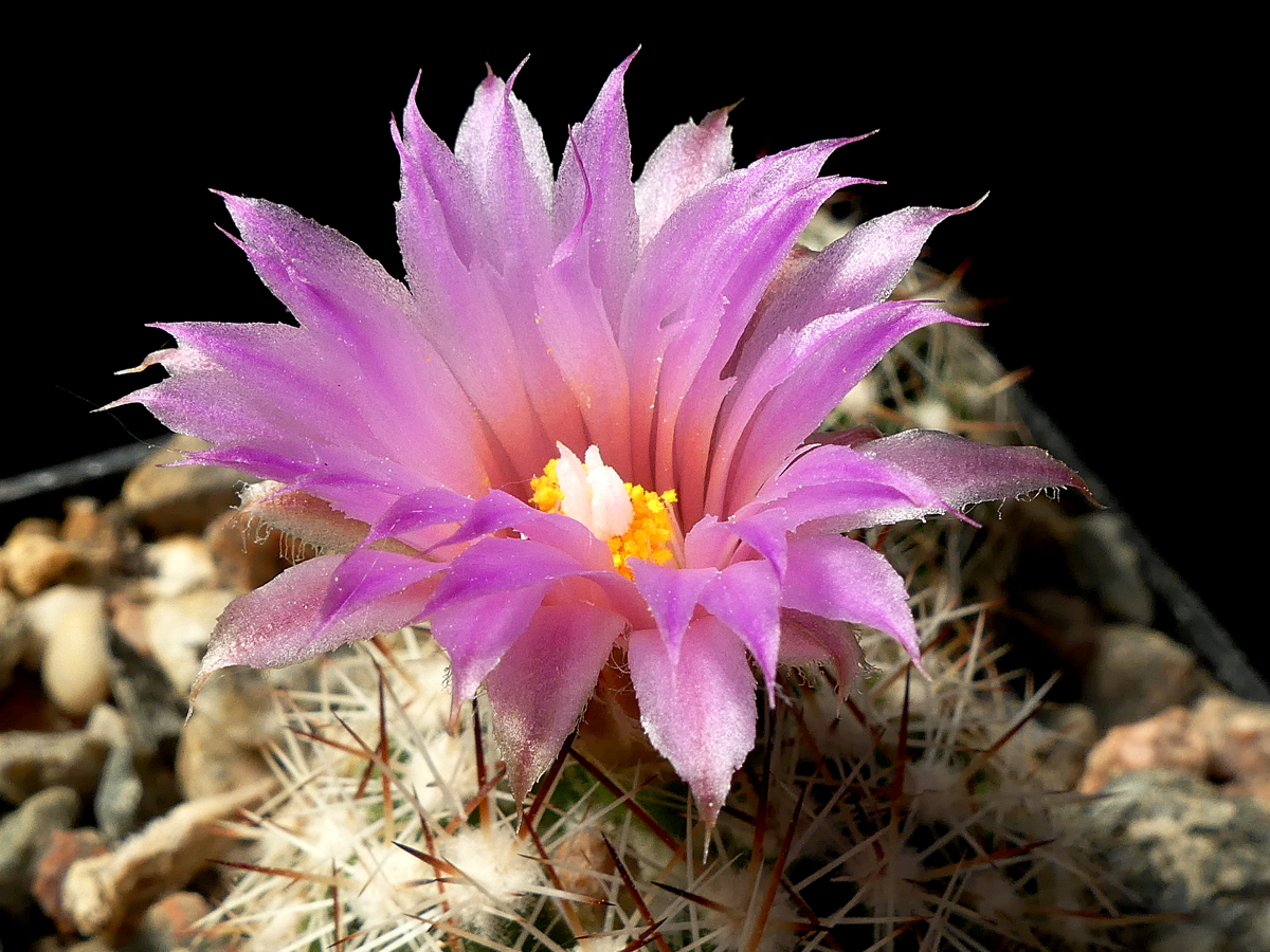 Escobaria vivipara MN 411 (S Boulder, 2010m, UT)