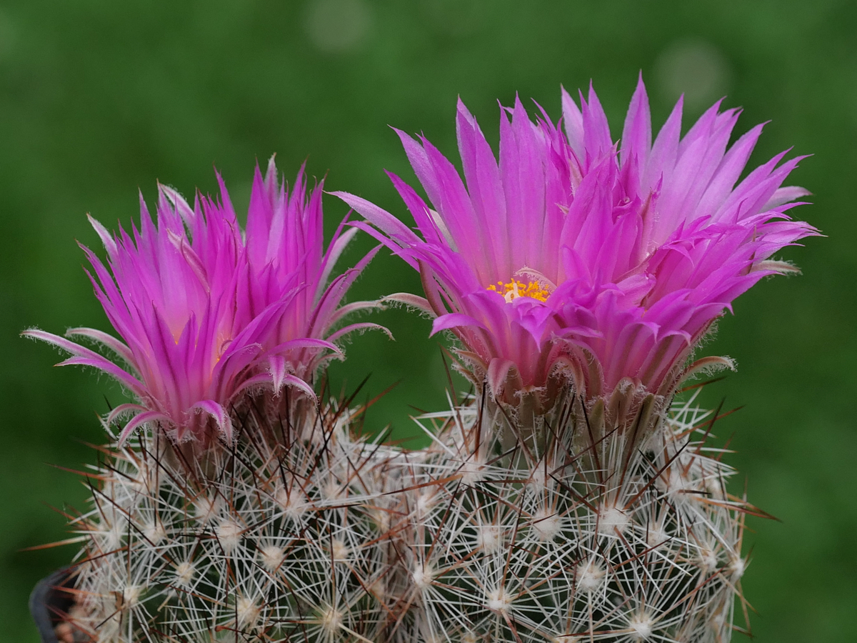 Escobaria vivipara v. arizonica LZ 597 (Peach Springs, AZ)