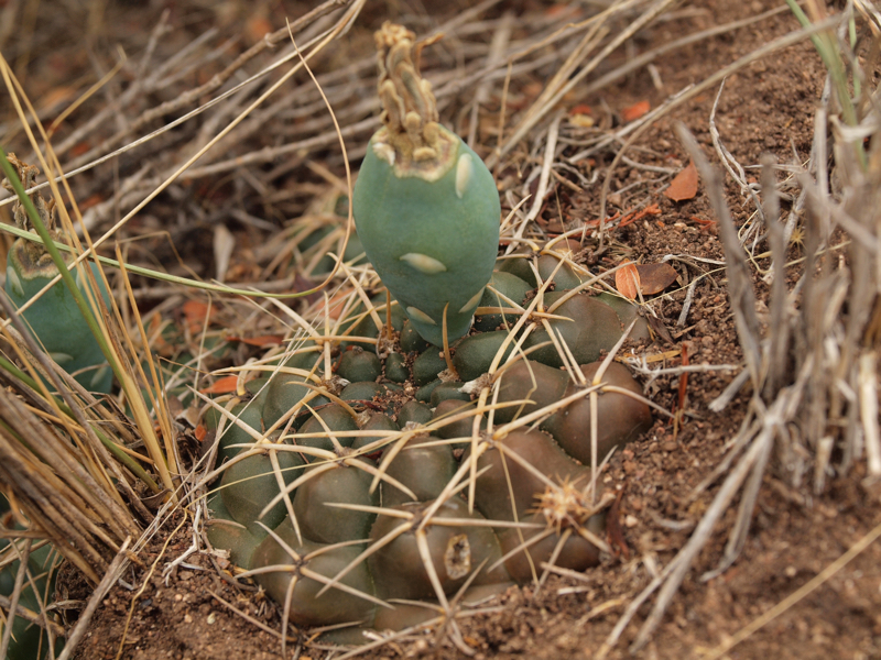 Gymnocalycium capillaense TB 1071.2