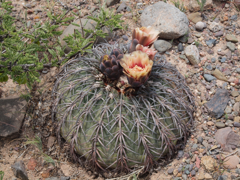 Gymnocalycium spegazzinii TB 1125.4