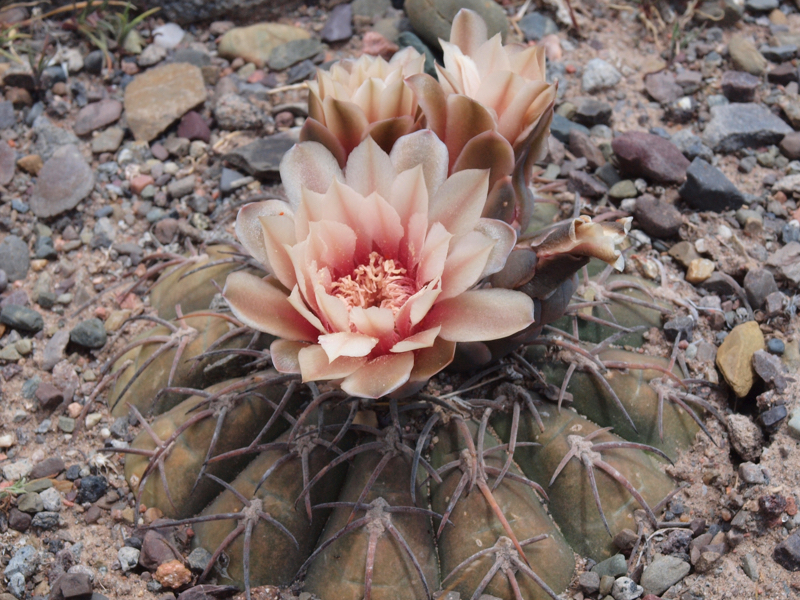 Gymnocalycium spegazzinii TB 1125.4 - 2
