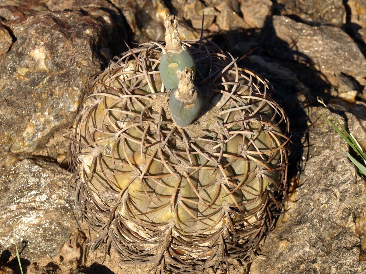 Gymnocalycium spegazzinii TB 361.3 (Tolombon, Arg)