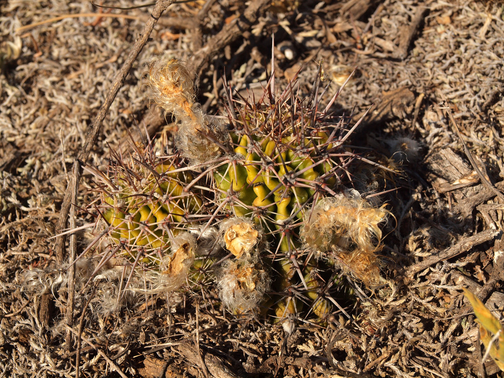 Lobivia aurea fma TB 1078.1 (NW Santa Rosa de Conlara, San Luis)
