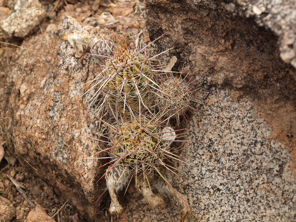 Lobivia aurea v. luteiflora TB 1073.1 (Quilino, Cord, Arg)