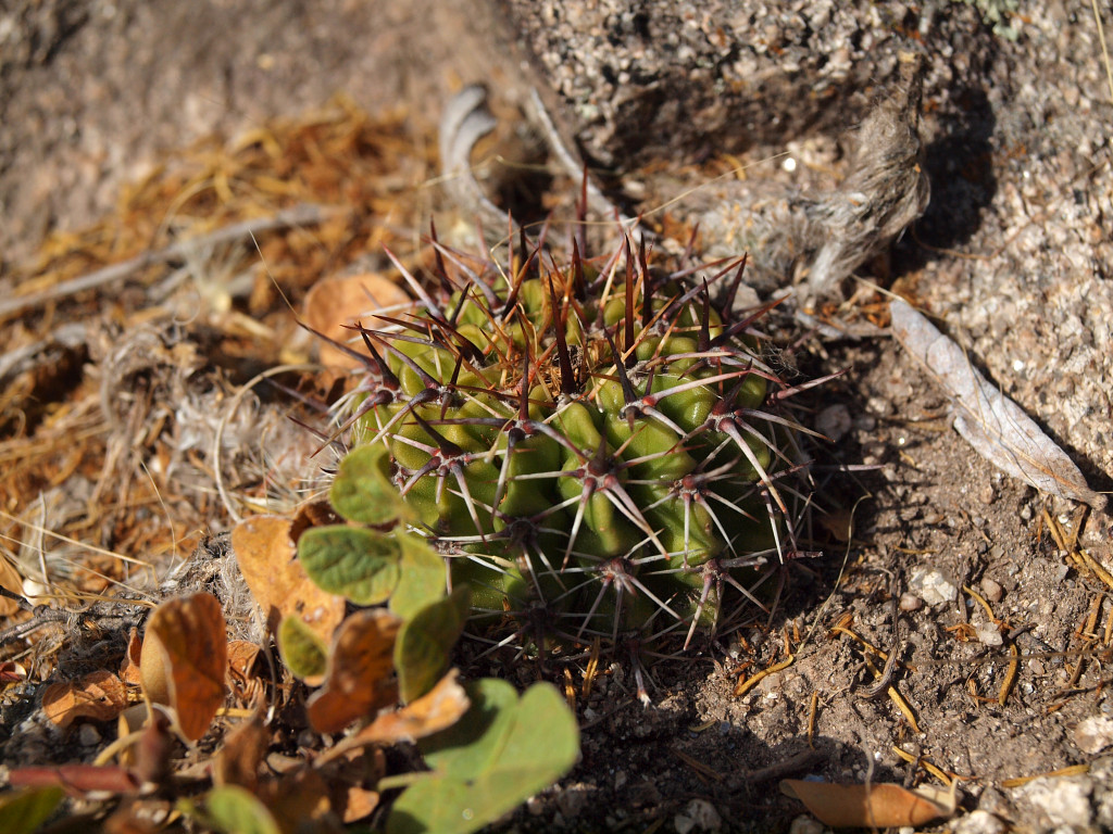 Lobivia aurea v. robustior TB 1068.1 (Villa Cerro Azul - El Rosario, Cord, Arg)