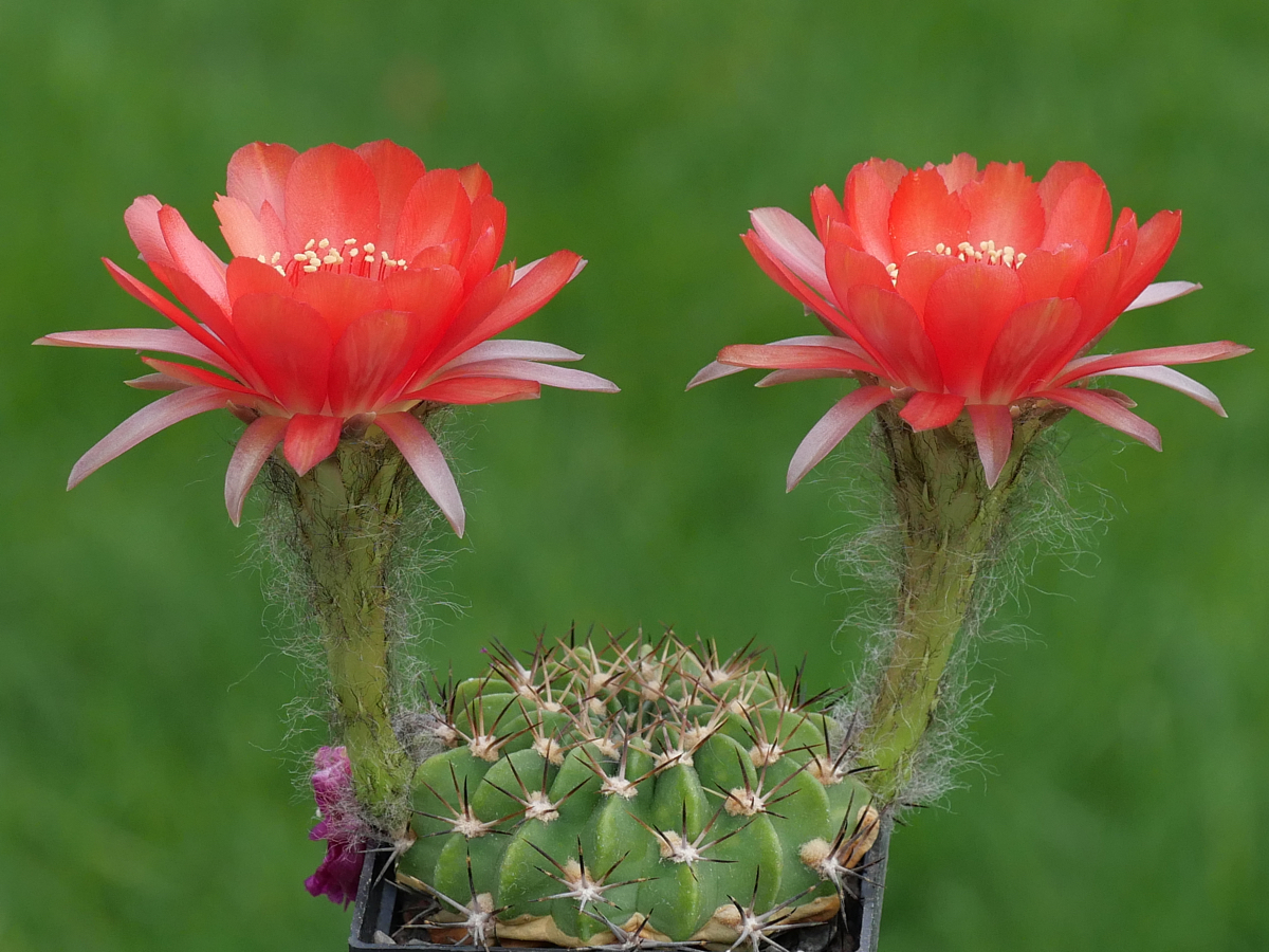 Lobivia calorubra v. cardenasiana MN 369 (S Canaletas, Tarija, 2400m, Bol)
