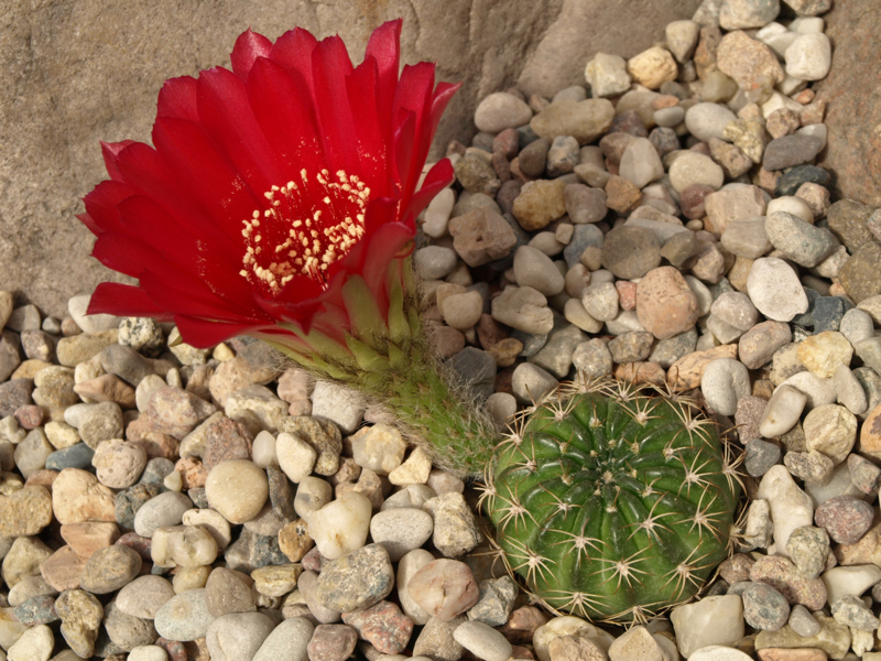 Lobivia calorubra v. pojoensis TB 1006.1 (Pasorapa, Bol)
