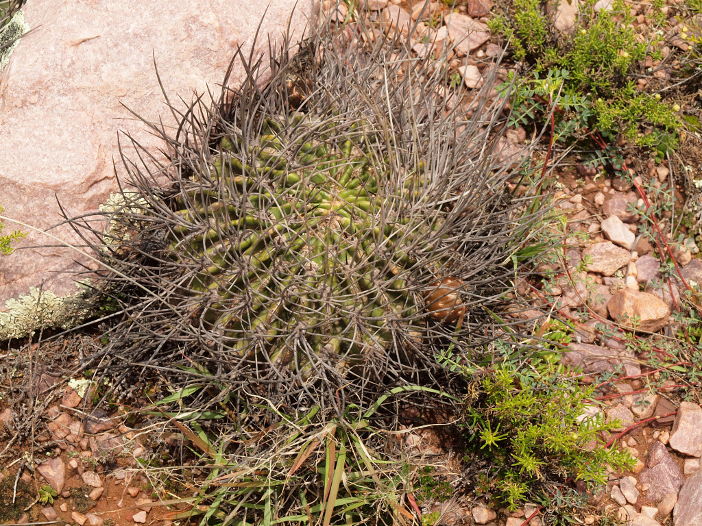 Lobivia ferox v. longispina TB 1121.2 (Est. Grande, NW of Purmamarca, Arg)