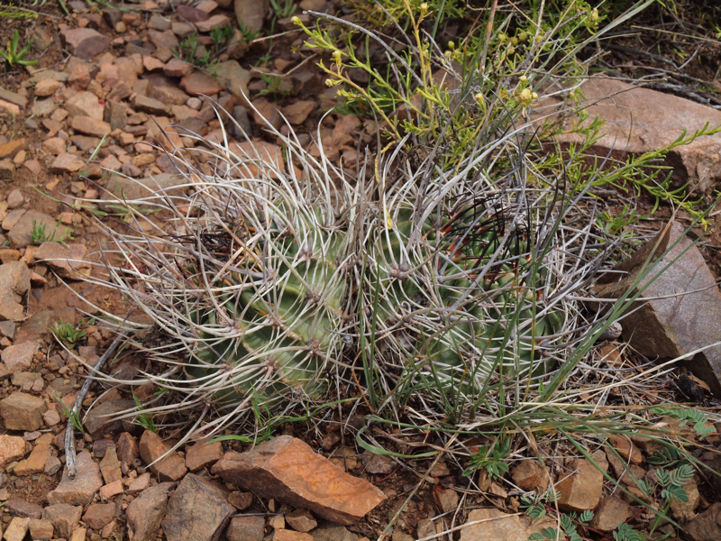 Lobivia ferox v. longispina TB 19.2 (Coraya, Humahuaca - El Aguilar, 3800m, Arg)