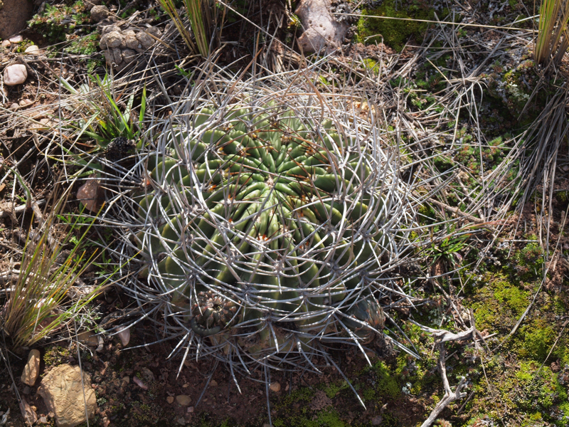 Lobivia ferox v. longispina TB 26.2 (Iturbe-Iruya, Bol)