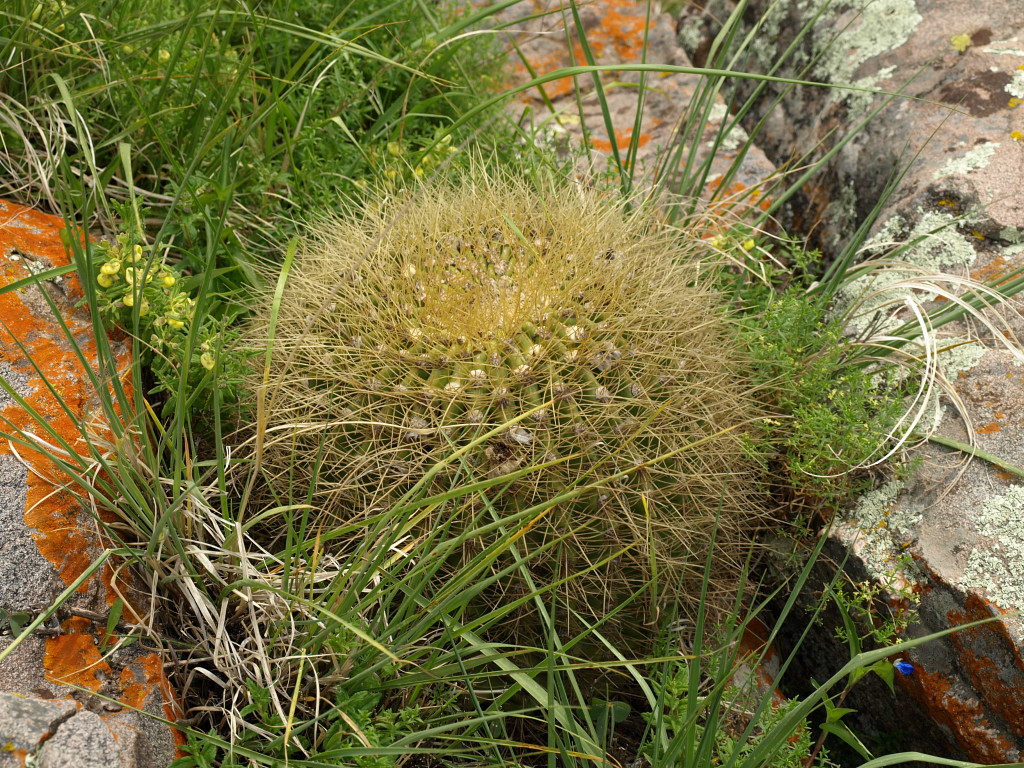 Lobivia formosa v. amaichensis TB 1100.1 (Abra del Infiernillo)
