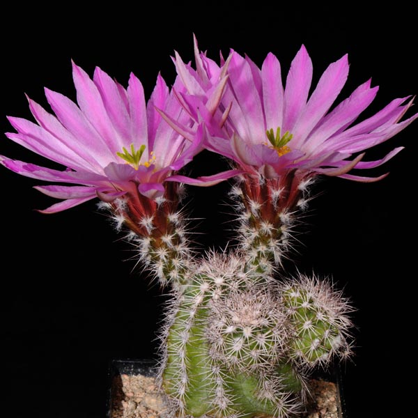 Echinocereus metornii (Sierra Mojada, Coah)