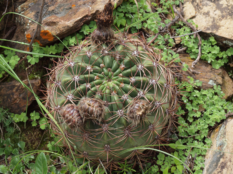 Lobivia formosa v. kieslingii TB 688.2 (NW Cachi, 3400m, Arg)