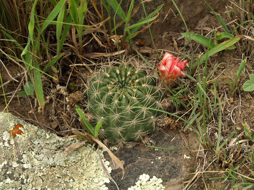 Lobivia grandiflora v. herzogii TB 1102.2 (El Mollar, Arg)