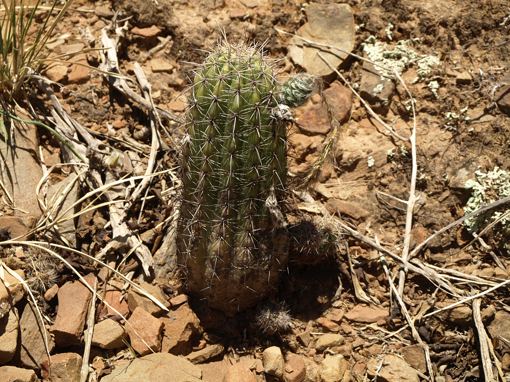 Echinopsis bridgesii ssp. vallegrandensis TB 997.3