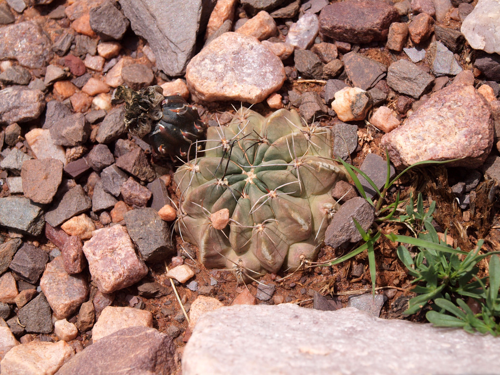 Lobivia jajoiana v. glauca TB 1121.1 (Est. Grande, NW of Purmamarca, Arg)