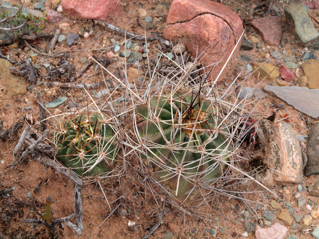 Lobivia marsoneri TB 1119.1 (Hualcalera, Arg)