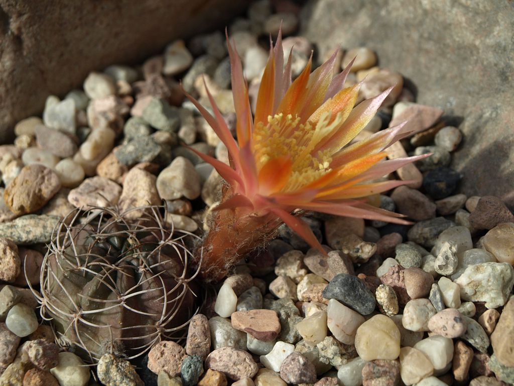 Lobivia pampana TB 262.1 (Yura to Pampa de Arrieros, Peru)