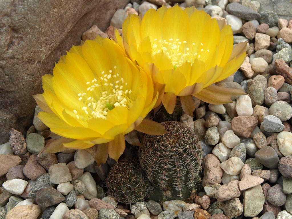 Lobivia haemathantha v. rebutioides TB 704.1