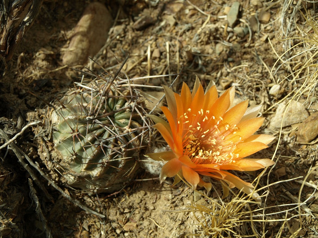 Lobivia pugionacantha v. TB 606.1