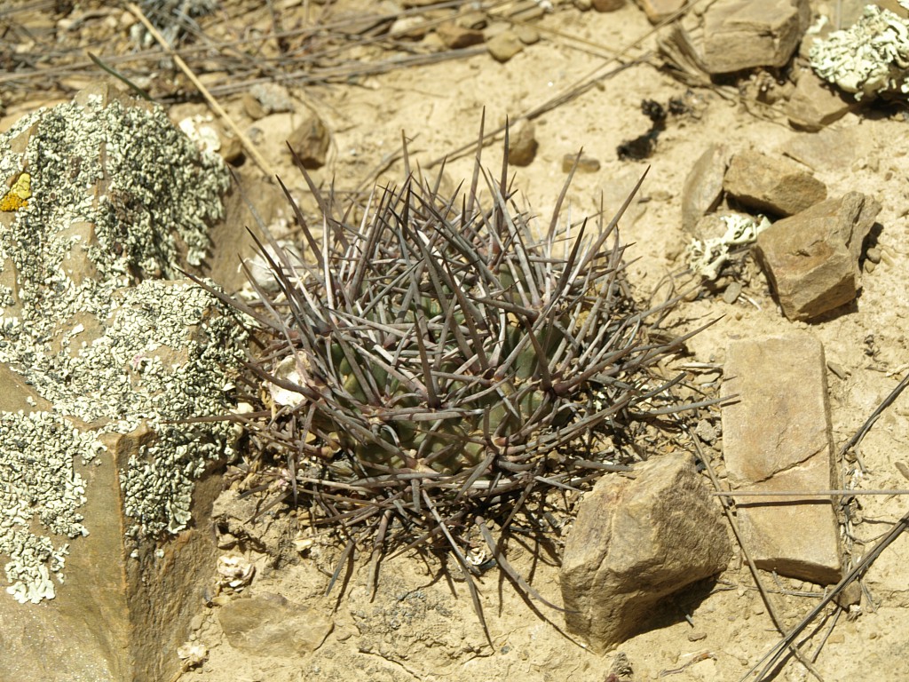 Lobivia pugionacantha v. versicolor TB 567.1 - 2