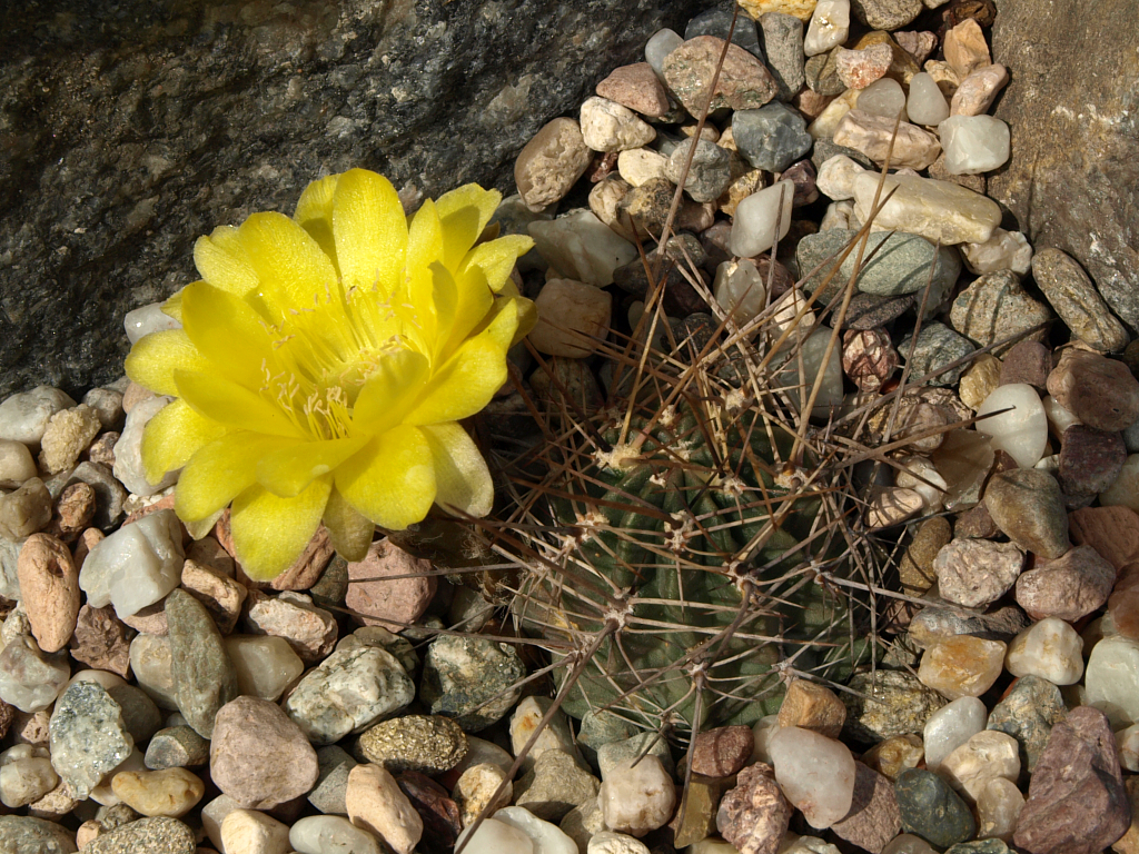 Lobivia pugionacantha v. versicolor TB 567.1