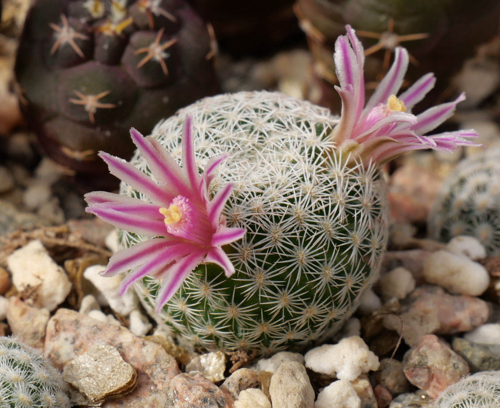 ligustrum privet Wavy Leaf Ligustrum for Sale main image 0