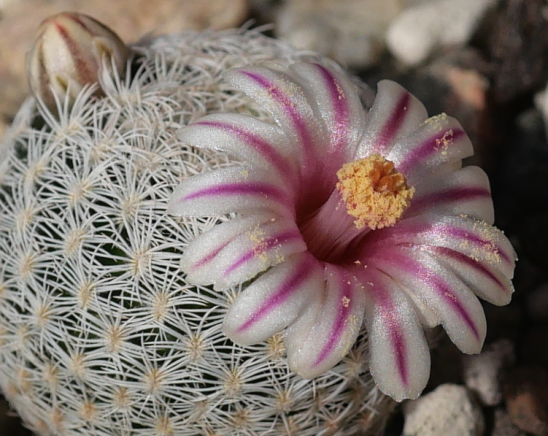 SuccSeed - Mammillaria hermosana