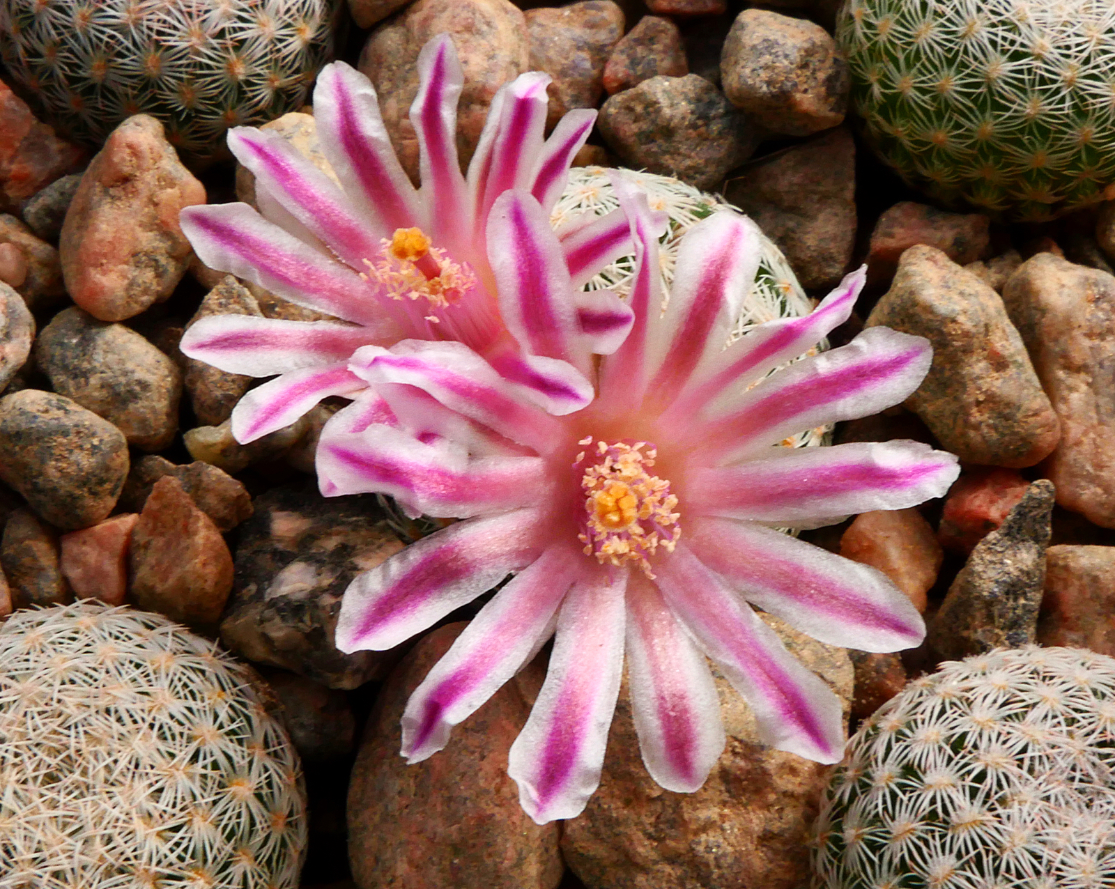 Mammillaria hermosana - 2