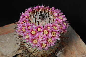 Mammillaria perezdelarosae (El Ocote, Aguascalientes)