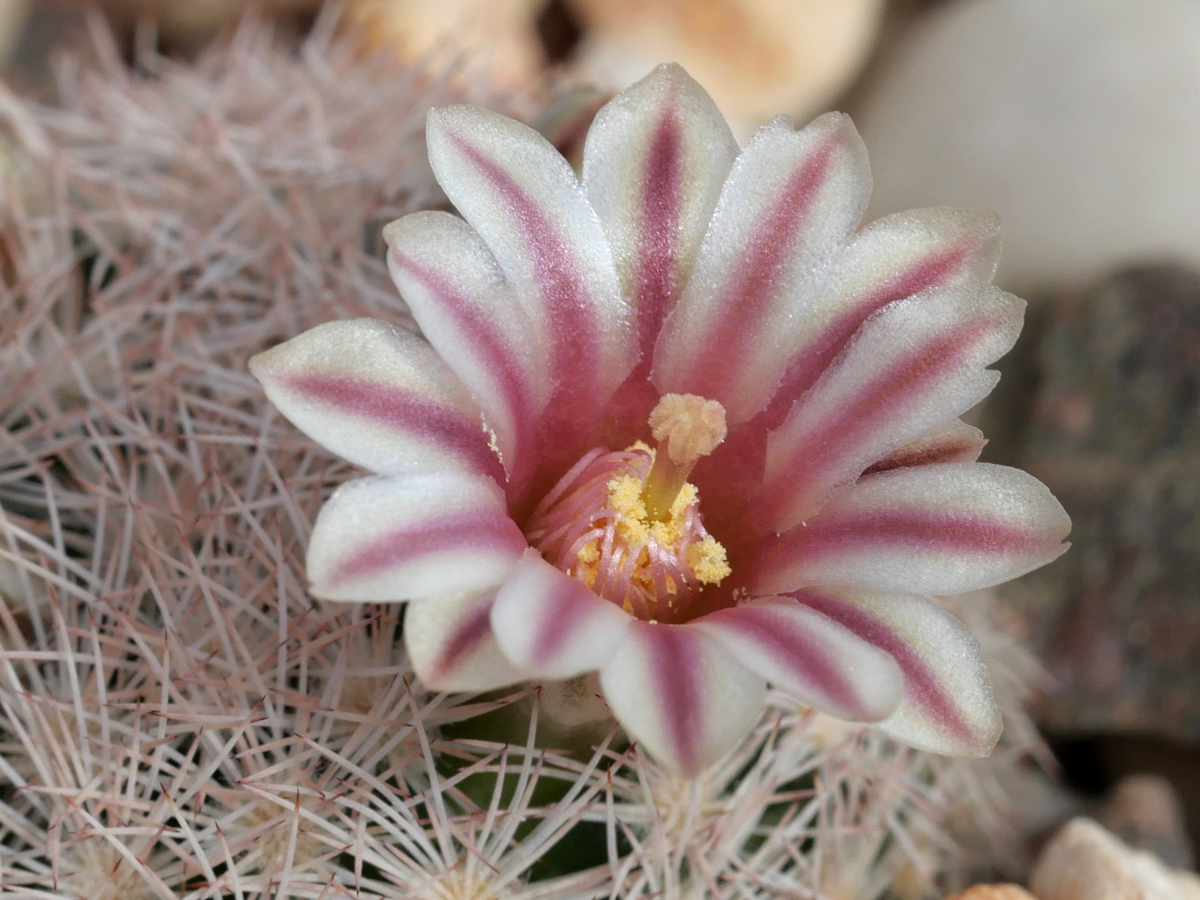 Mammillaria lasiacantha MN 704 (Brewster Co, TX)
