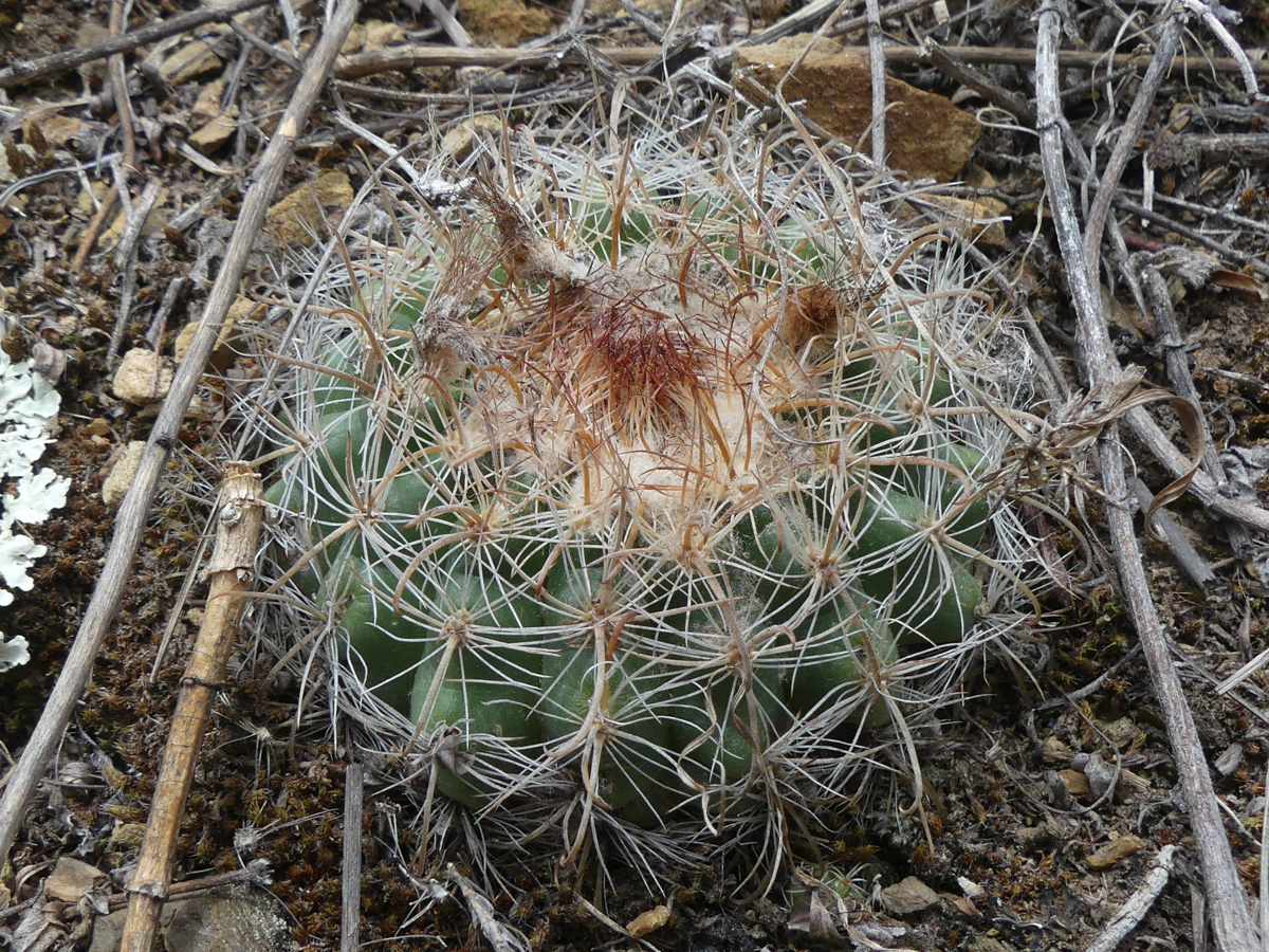 Parodia rosarioana MN 758 (Matanzas, Tarija)