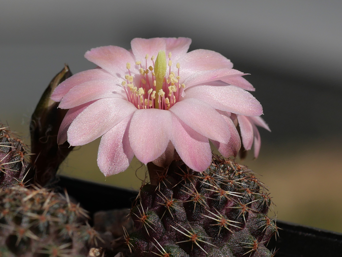 Rebutia leucanthema MN 503 (West Culpina, 3600m, Bol)