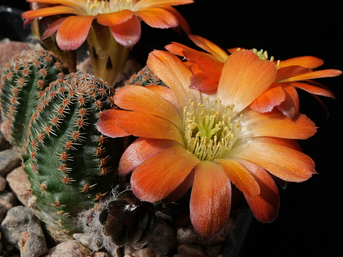 Rebutia pygmaea 'torquata' MN 738 (Mal Paso, 3700m, Bol)