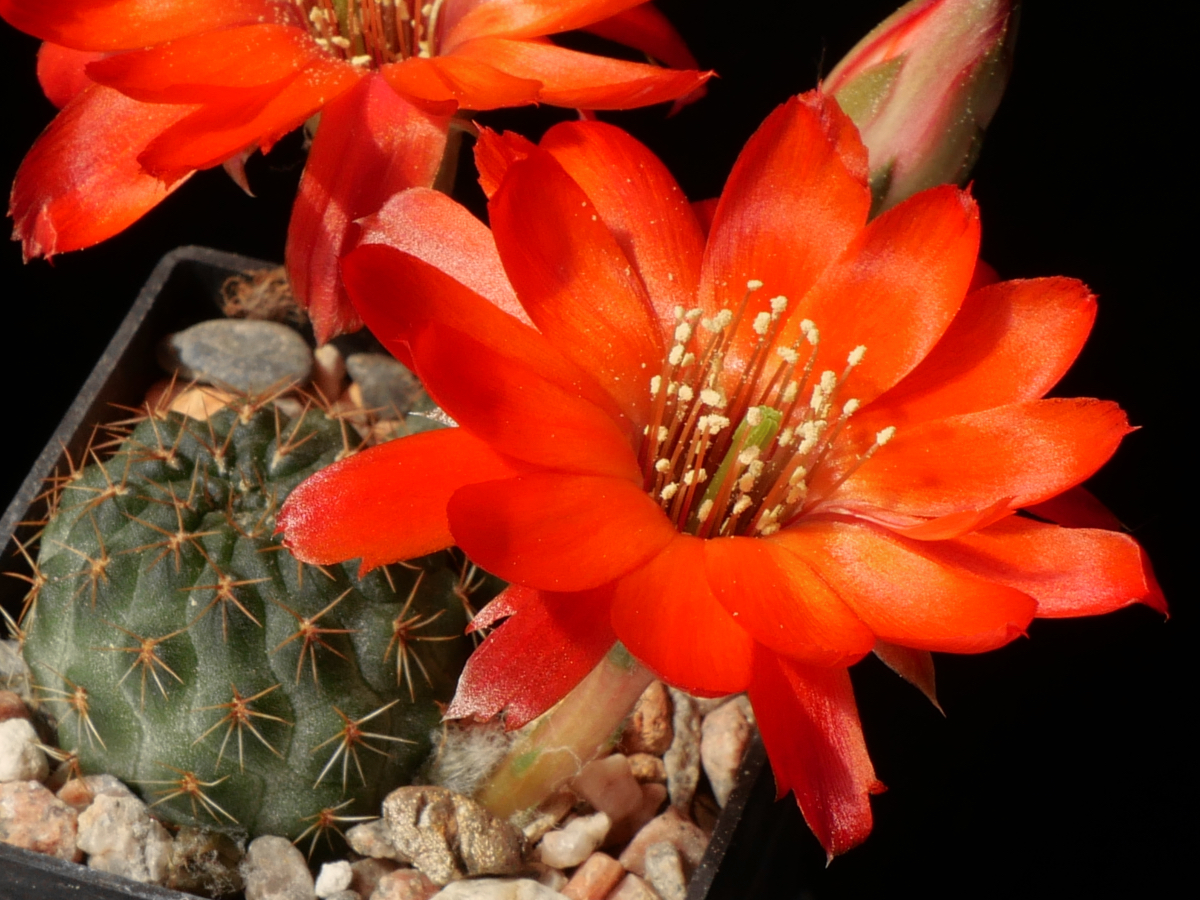 Rebutia tarijensis MN 764
