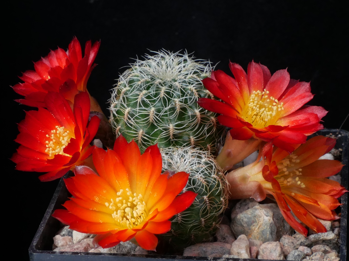 Sulcorebutia azurduyensis MN 714 (Azurduy, Bol)