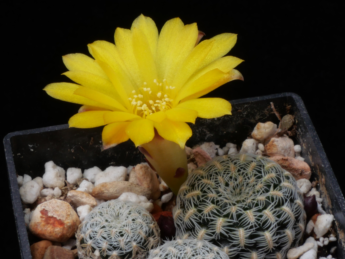 Sulcorebutia langeri MN 709 (N Vallegrande, Bol)