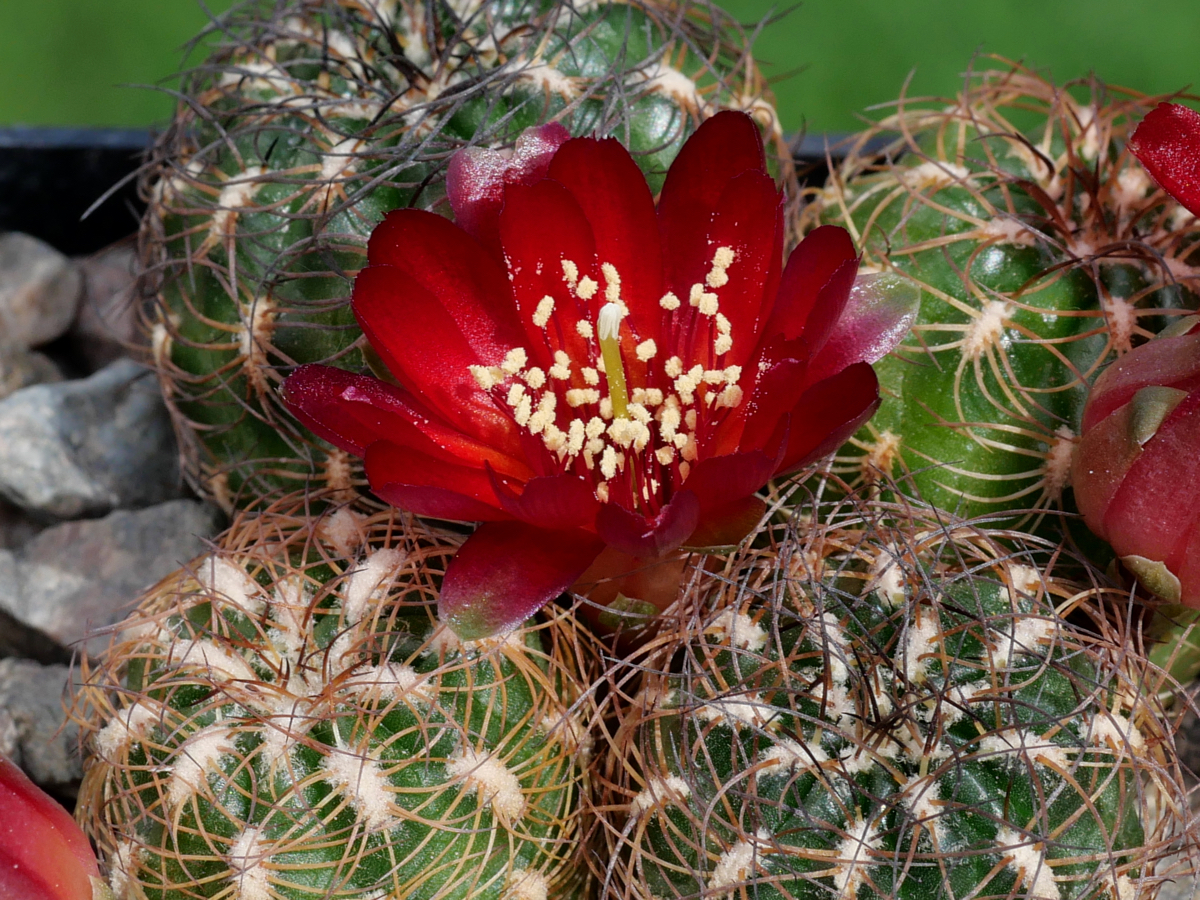 Sulcorebutia tarijensis ssp. carichimayuensis MN 761 (N Carachimayo, Bol)