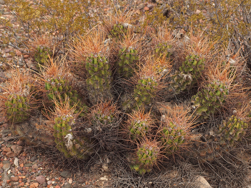 Trichocereus candicans TB 328.4 (San Martin, San Juan, Arg)