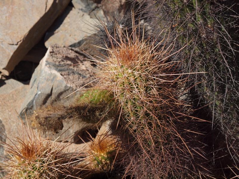 Trichocereus strigosus TB 1083.3 (Villa Dominguito, San Juan)