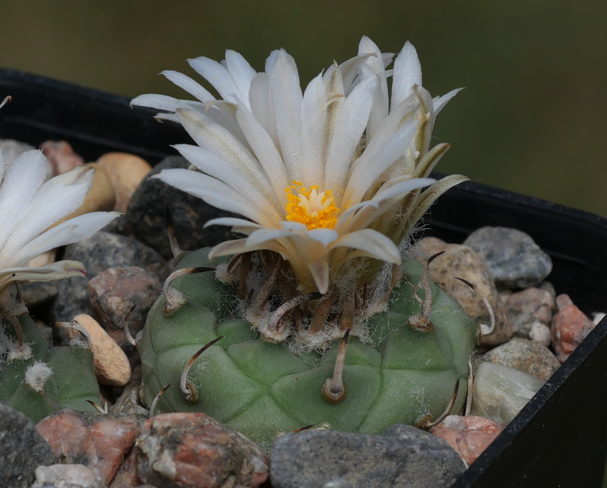 Turbinicarpus schmiedickianus v. klinkerianus TCG 7014 (La Negrita, SLP)