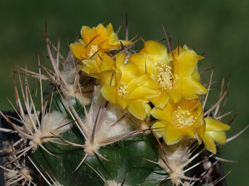 Weingartia lanata MN 624 (SW Sotomayor, Bol)